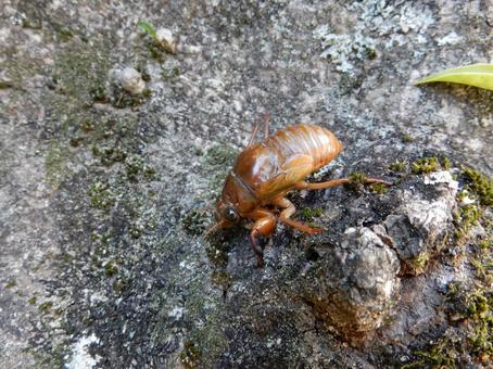 【昆虫写真】地上にでてきた蝉の幼虫 【昆虫写真】地上にでてきた蝉の幼虫の写真