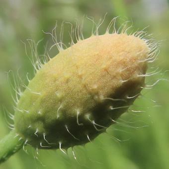 ナガミヒナゲシの写真