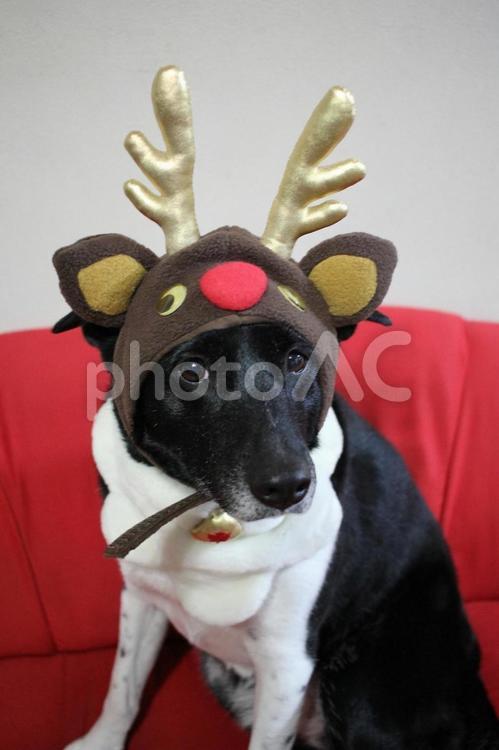 トナカイの被り物を被った犬 犬,雑種犬,中型犬の写真素材