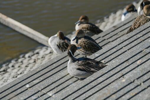 くつろぎながら振り返るオナガガモ オナガガモ,鴨,群れの写真素材
