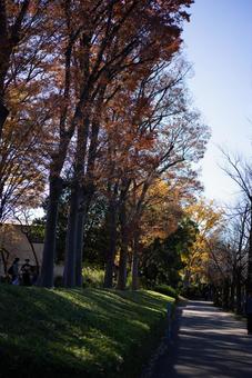 陽光きらめく紅葉並木 秋,紅葉,並木道の写真素材