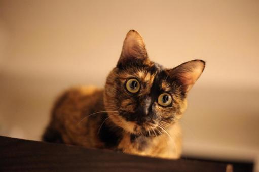 見下げる猫 猫,ネコ,ねこの写真素材