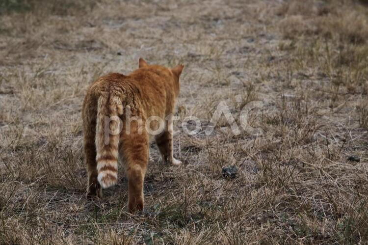 猫の後ろ姿 ネコ,ハンター,フィールドの写真素材
