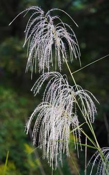 ススキ ススキの写真