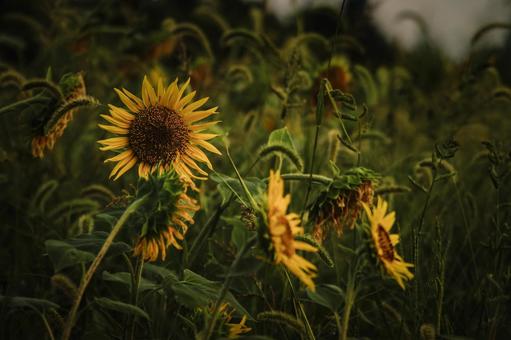 ＜風景＞枯れ始めた秋のヒマワリ畑の景色 ひまわり,夏,秋の写真素材