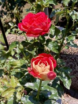 バラ バラ バラ,ローズ,花びらの写真素材