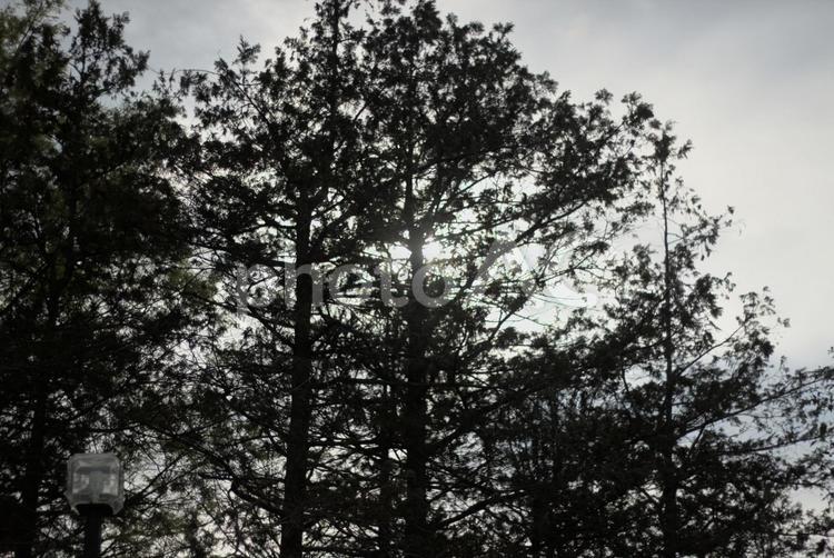 日光に晒される木々 空,自然,木々の写真素材