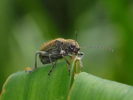 セアカケブカサルハムシ セアカケブカサルハムシ セアカケブカサルハムシ,虫,昆虫の写真素材