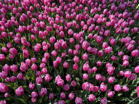 キューケンホフ公園 キューケンホフ,チューリップ,アムステルダムの写真素材