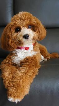 ソファーでただずむワンコ1の写真