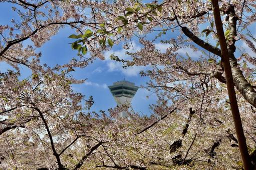 五稜郭　桜 函館,函館五稜郭タワー,桜の写真素材