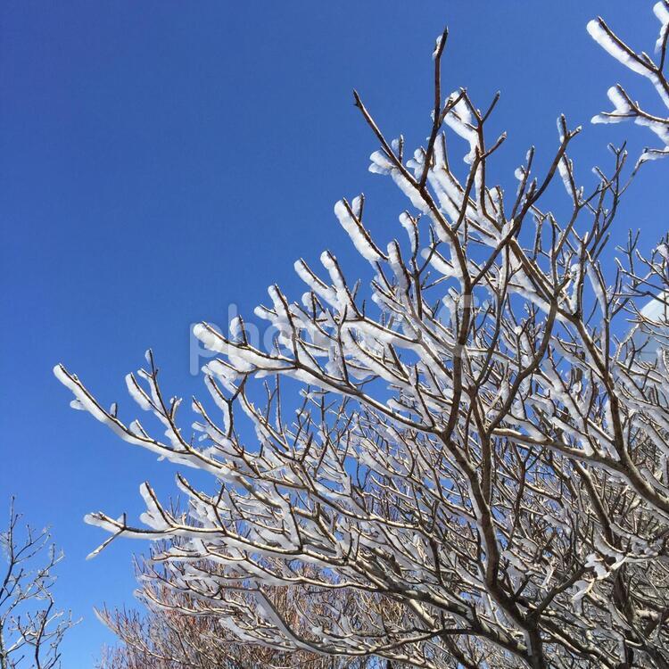 寒い冬の朝、青空に輝く樹氷 冬,樹氷,氷の写真素材