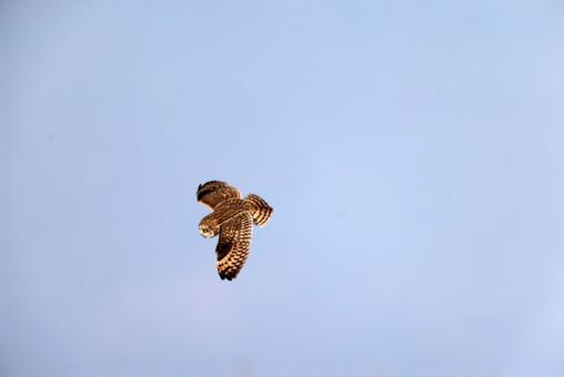 コミミズク コミミズクの写真