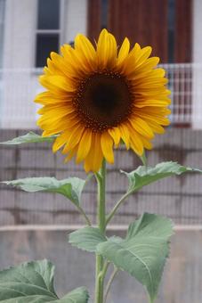 黄金の花 黄金の花の写真