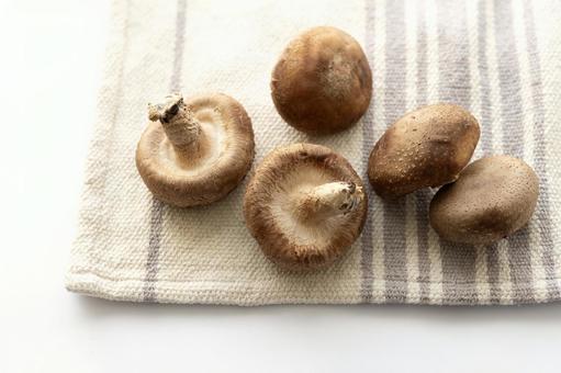 シイタケ5つ　縞マット 椎茸,シイタケ,きのこの写真素材