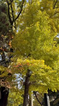 銀杏の紅葉　上田城　 木の実,落葉,秋の写真素材