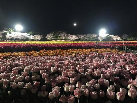 Nabana no Sato Tulip Festival, JPG Nabana no Sato Tulip Festival, nana no sato, festival, illumination, JPG