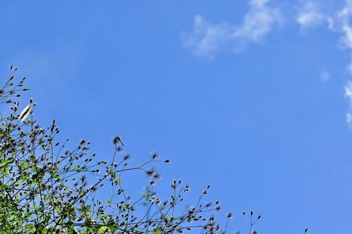 秋の草と青空 秋の草と青空の写真