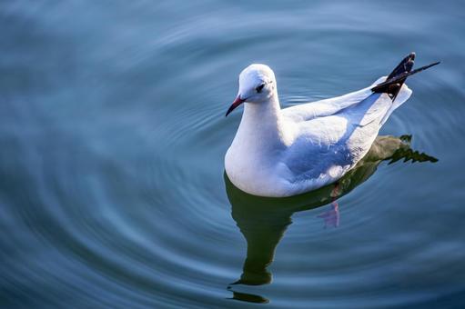 池を泳ぐカモメ 池を泳ぐカモメ カモメ,鴎,鷗の写真素材