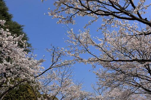 Cherry blossom and blue sky image, JPG