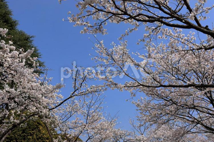 桜と青空イメージ 桜,桜の木,春の写真素材