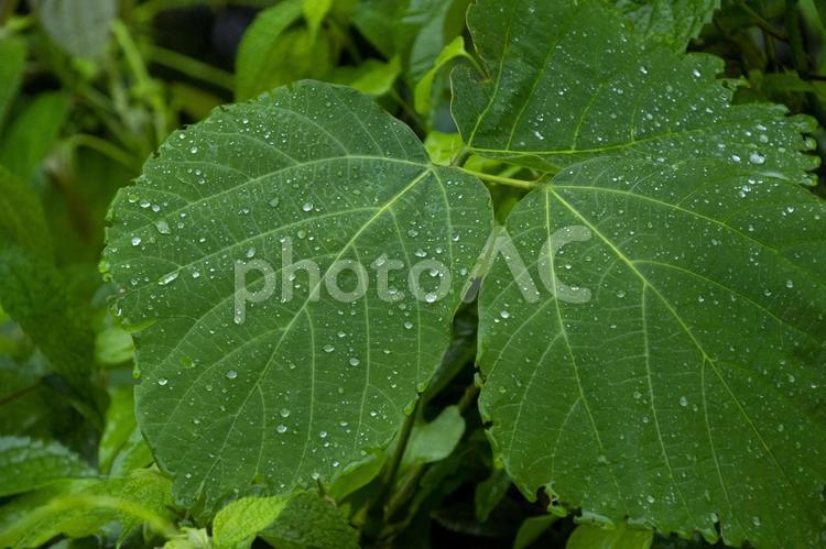 雨と葉と水滴 雫,水滴,草の写真素材
