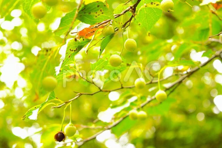 エゴノキの果実　3 エゴノキ,果実,庭木の写真素材