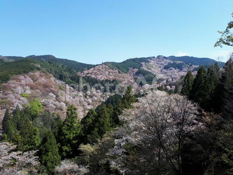 吉野山　桜５ 吉野山,桜,春の写真素材