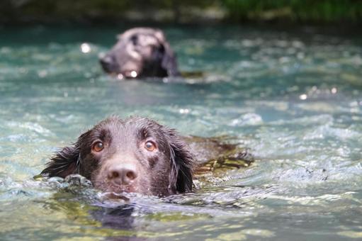 Photo, dog, large dog, retriever, 