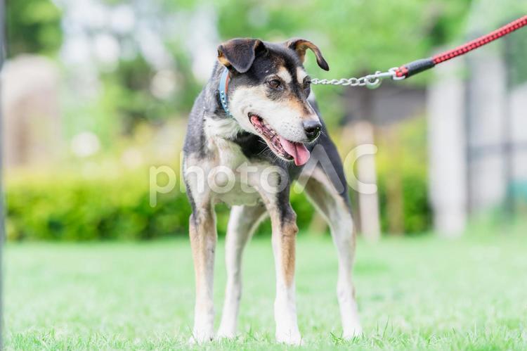 晴れた日に公園を散歩する犬 犬,ペット,動物の写真素材