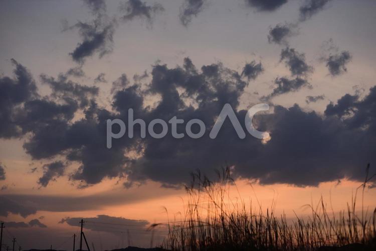夕日に照らされる草のシルエット 空,風,夕日の写真素材