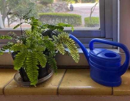窓辺の鉢植えとじょうろ 窓辺の鉢植えとじょうろ 鉢植え,窓辺,シダの写真素材