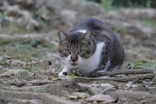 公園ネコ 沖縄県 那覇市 公園ネコ 沖縄県 那覇市の写真