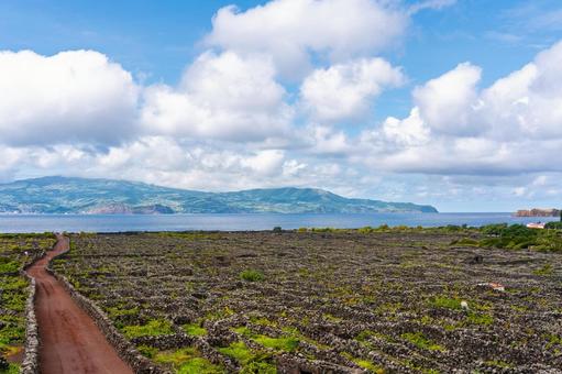 ピコ島　ブドウ畑 ピコ島,アゾーレス諸島,ポルトガルの写真素材