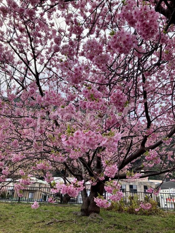 満開の河津桜の木 河津桜,桜,満開の写真素材