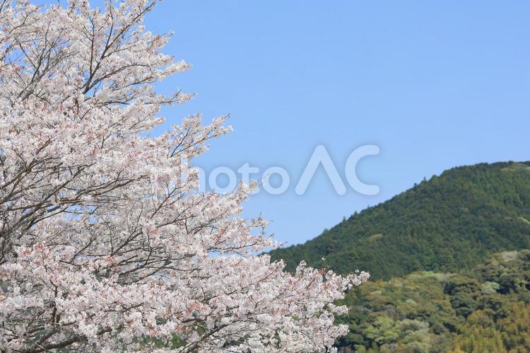 満開の桜と青空と緑の山 桜,山,青空の写真素材