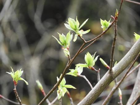 新芽の写真