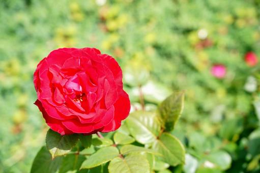 鮮やかな赤い薔薇 鮮やかな赤い薔薇の写真