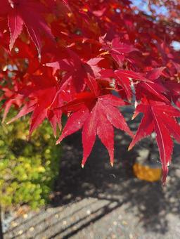 紅葉 秋,もみじ,赤の写真素材