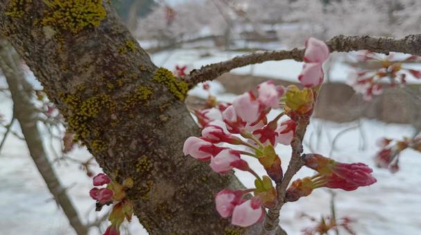 雪中桜 桜,雪,つぼみの写真素材