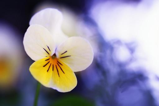 可愛いビオラの花 可愛いビオラの花 花,ビオラ,植物の写真素材