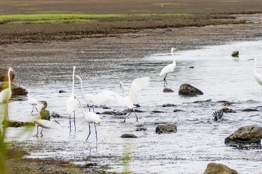 カワウとサギの狩り⑷ 鳥,カワウ,サギの写真素材