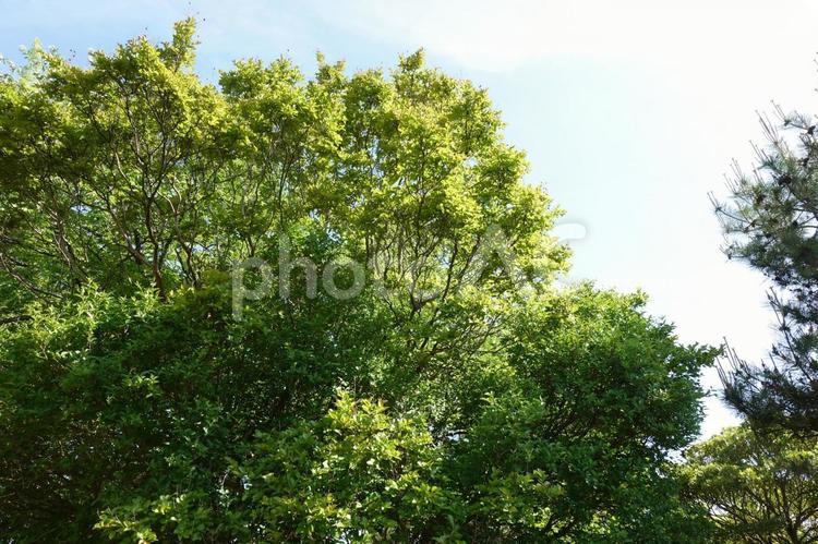 見上げた空と鮮やかな木々 雲,新緑,綺麗の写真素材