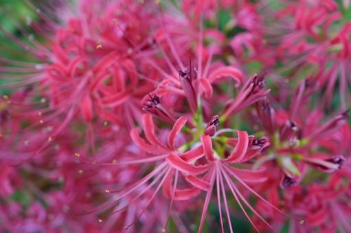 彼岸花　秋の写真