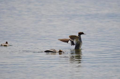 カワアイサの写真