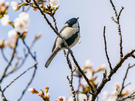枝にとまるシジュウカラ 枝にとまるシジュウカラの写真