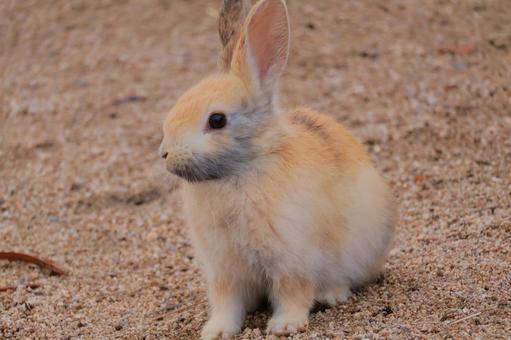 ウサギの赤ちゃん ウサギの赤ちゃん うさぎ,ウサギ,兎の写真素材