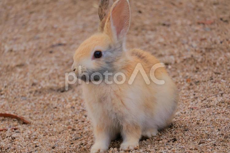 ウサギの赤ちゃん うさぎ,ウサギ,兎の写真素材