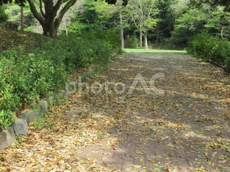 緑　大池公園 背景,空,壁紙の写真素材