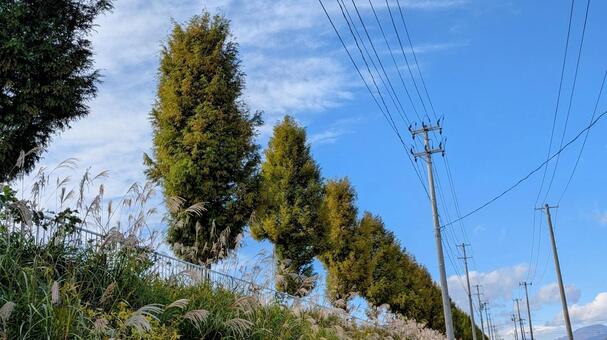 道路沿いの街路樹 道路,沿い,街路樹の写真素材